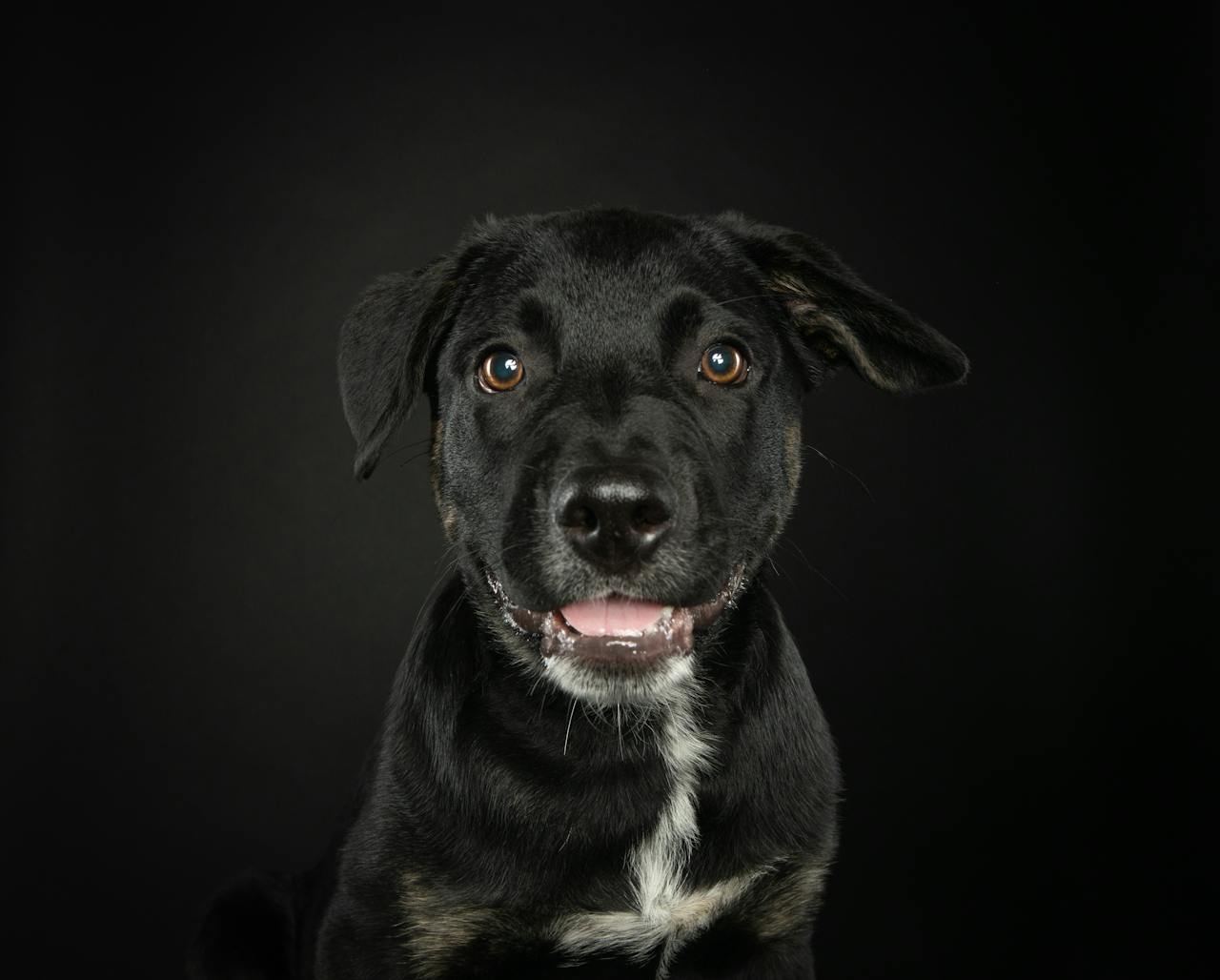 hero-img-01 Close-up portrait of a black Labrador Retriever puppy against a black background, showcasing its joyful expression.