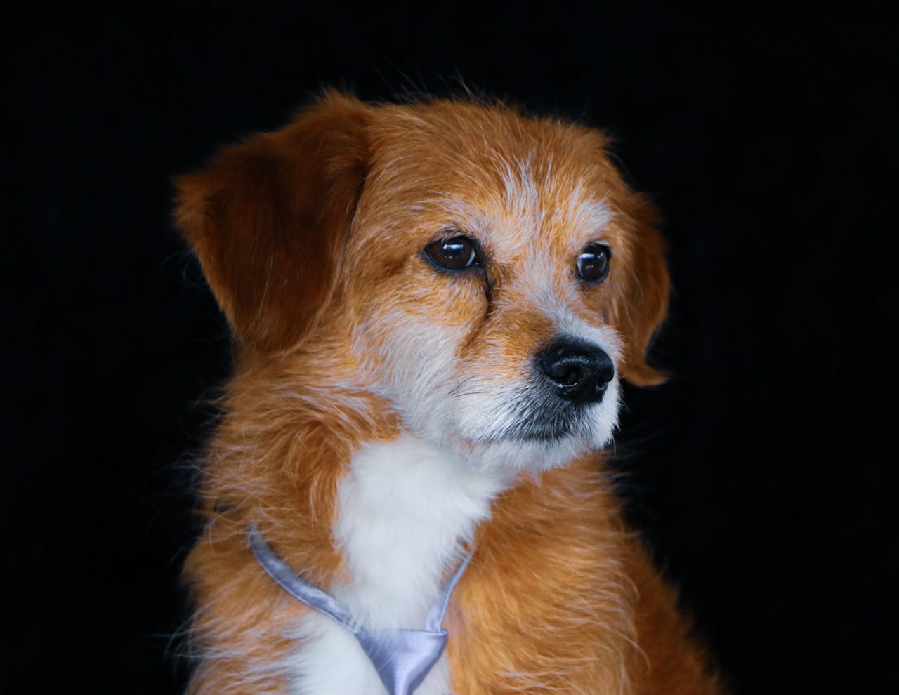 hero-img-02 Adorable dog portrait against a black background, highlighting its cute expression.