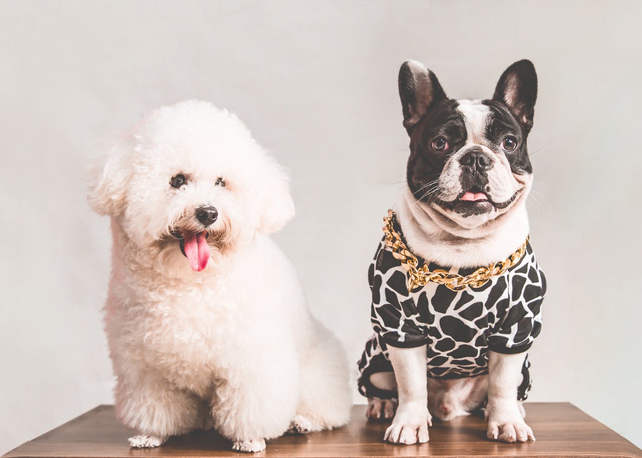 gallery-1 Charming Bichon Frise and stylish French Bulldog captured in a studio setting.