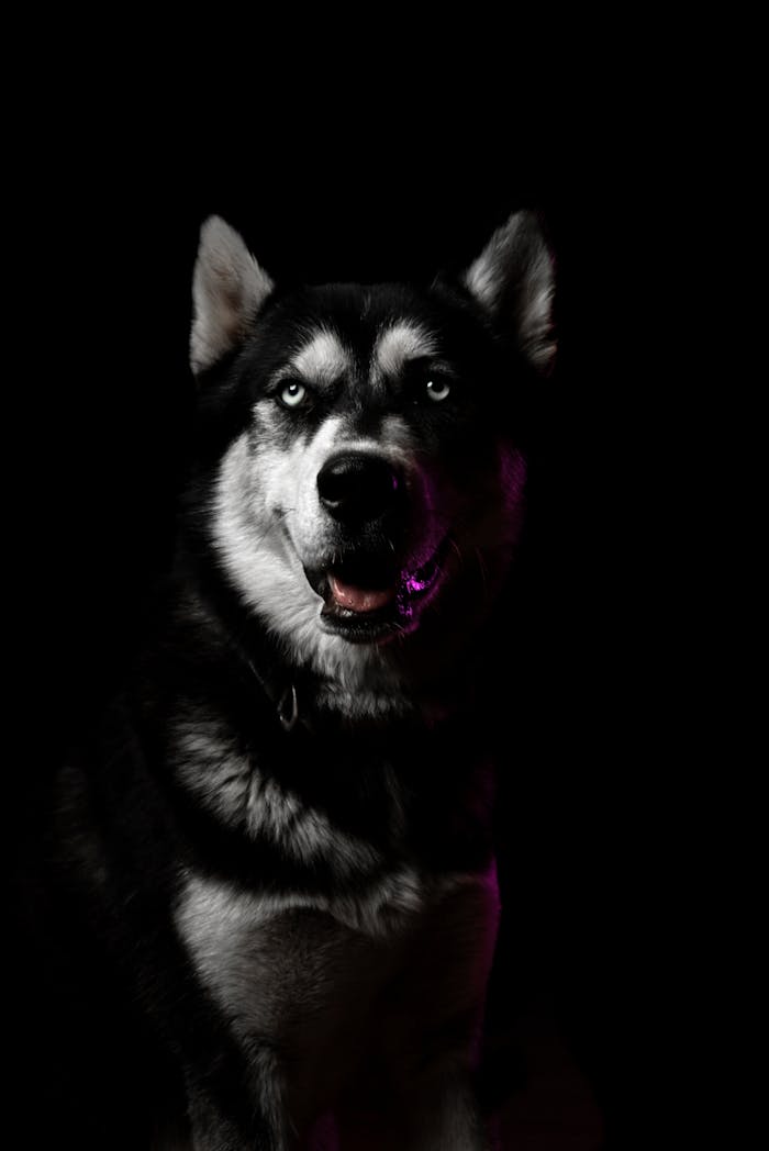 gallery-6 Striking portrait of a Siberian Husky dog against a dark studio background.