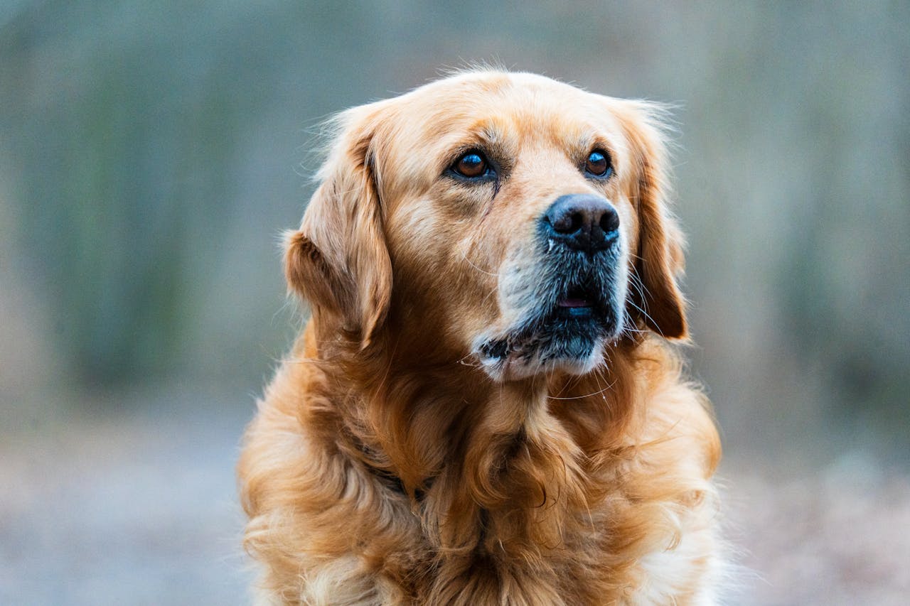 about-01 Close-up of a Golden Retriever looking attentively outdoors. Ideal for pet lovers and animal-themed projects.
