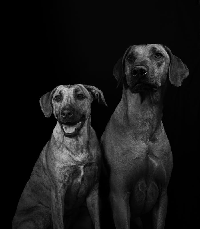 gallery-4 Elegant black and white portrait of two dogs in a professional studio setting.