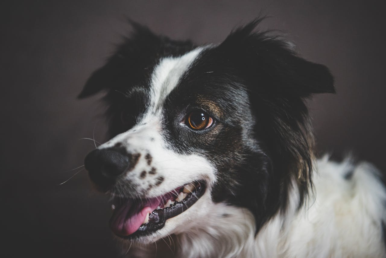 services-02 A detailed close-up of a smiling Border Collie showing its playful, friendly nature.
