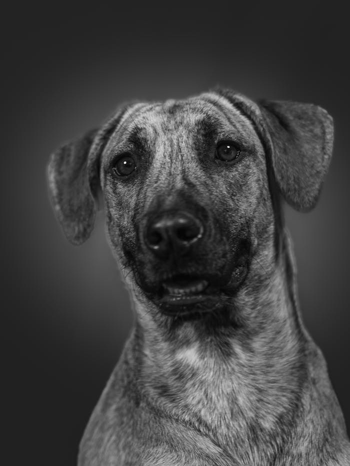 services-03 A detailed black and white portrait of a dog with a focused expression.