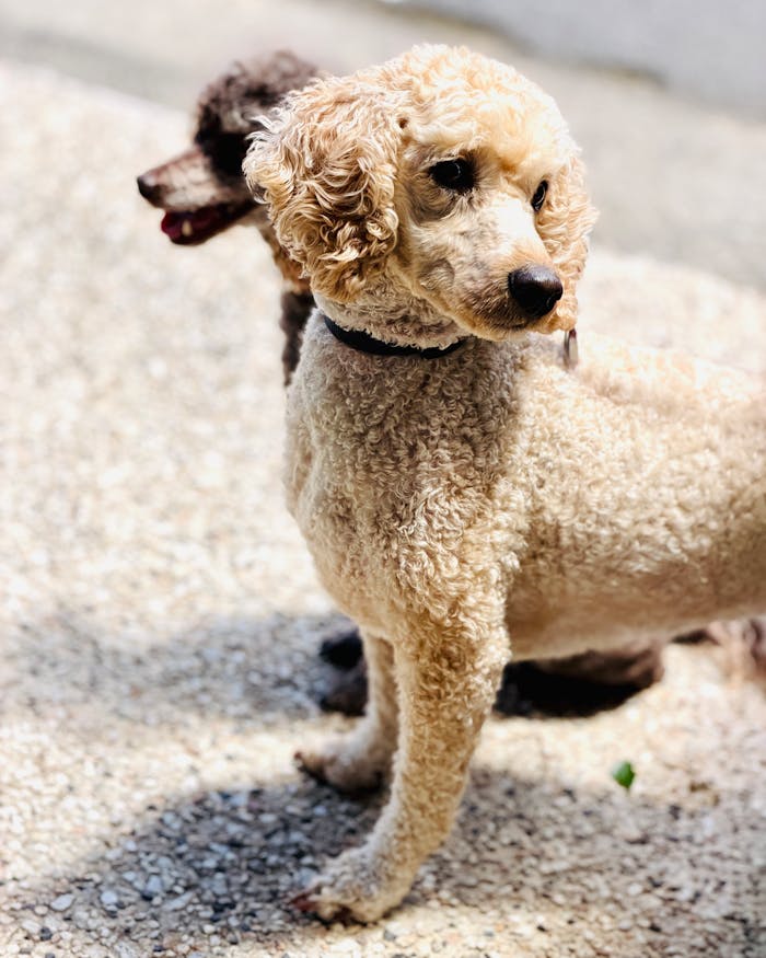 gallery-3 Two poodles standing outdoors, basking in sunny weather. Perfect for pet and outdoor themes.
