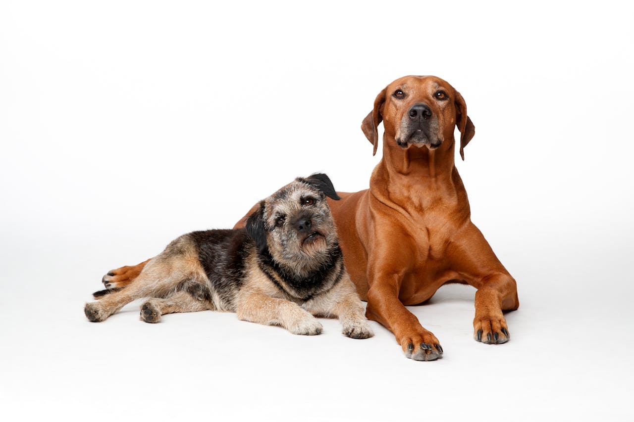 gallery-2 Border Terrier and Rhodesian Ridgeback together in a studio shoot. Perfect for animal lovers.