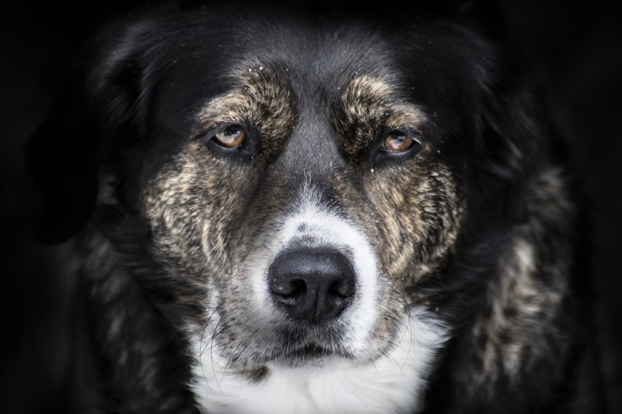 why-choose-us A striking close-up of a dog's face, capturing its gentle and soulful expression.