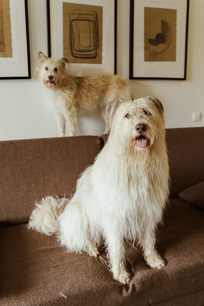 gallery-5 Two shaggy dogs sit on a brown sofa indoors, showcasing their adorable, fluffy fur.