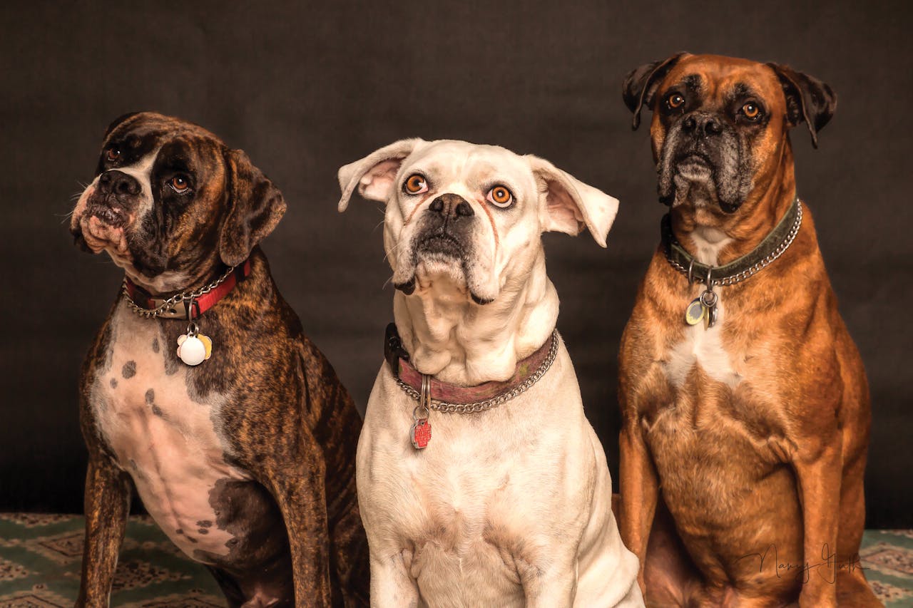 services-01 Three Boxer dogs posing in a studio setting, showcasing elegance and charm.